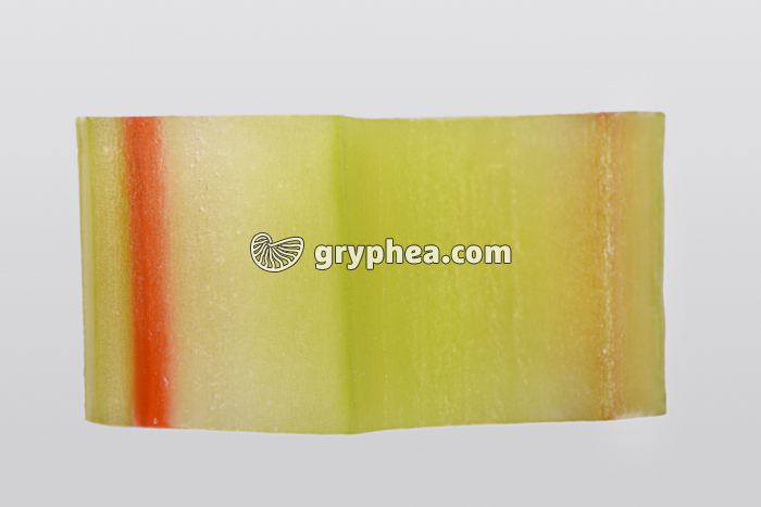 Tige de Céleri CL avec éosine - gryphea.com